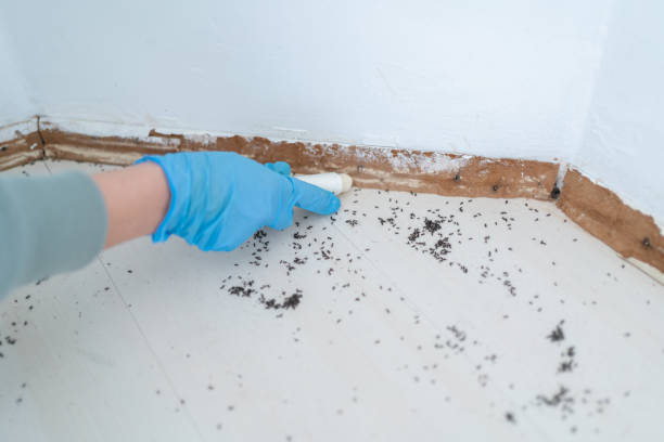 Best Termite Control Services  in Newton, IL